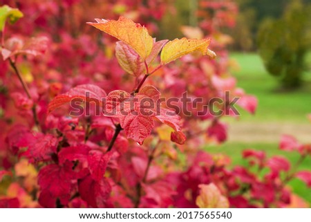 Beautiful autumn season background with small depth of field. Viburnum leaves in the autumn forest. Viburnum opulus tree with green, yellow and orange leaves in woodland Royalty-Free Stock Photo #2017565540