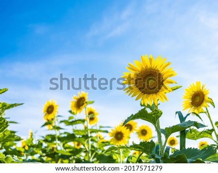 Beautiful Landscape of Blooming Sunflowers under The Blue Sky in Summer, Kagawa Prefecture in Japan, Travel or Vacation Background, Nobody Royalty-Free Stock Photo #2017571279