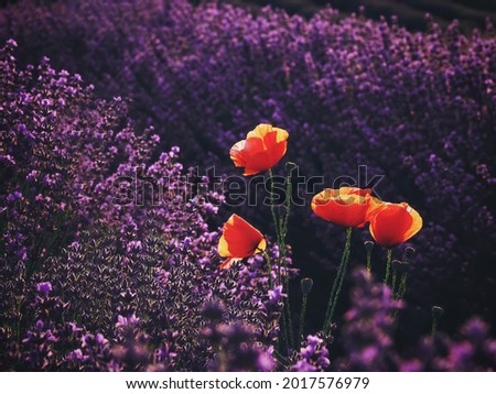 Red poppies in a lavender field.Beautiful decorative wallpaper or print