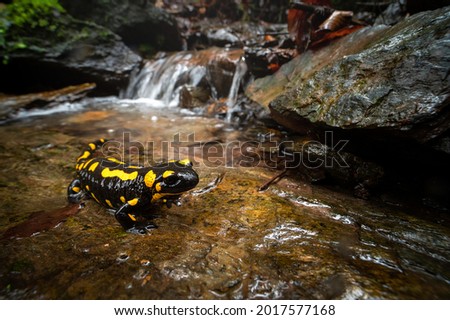 Fire salamander in the natural environment, wildlife, wild animal, macro wide angle, close up, Salamandra salamandra