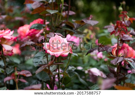 Rose flower images in a sentimental mood that are expressed in a dark way. High Resolution Photography