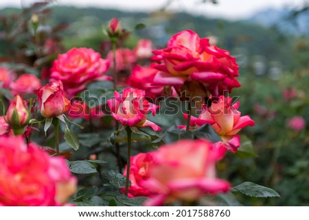 Rose flower images in a sentimental mood that are expressed in a dark way. High Resolution Photography