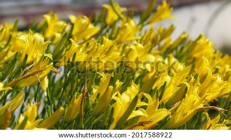 Flower bed full of yellow lily flowers with selective focus in a botanical garden, large format