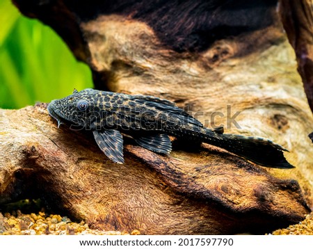 suckermouth catfish or common pleco (Hypostomus plecostomus) isolated in a fish tank with blurred background Royalty-Free Stock Photo #2017597790