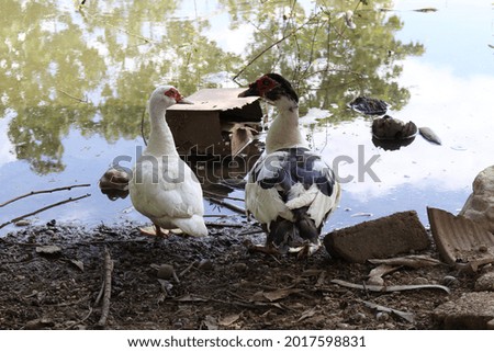 Ducks is searching for foods.