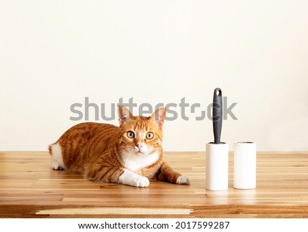 Domestic tabby cats sitting on wooden table with sticky lint roller.