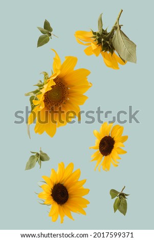 Creative composition with flying spring sunflowers on bright background. Minimal abstract concept with levitate flowers. Royalty-Free Stock Photo #2017599371