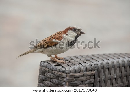 A sparrow on the back of a chair