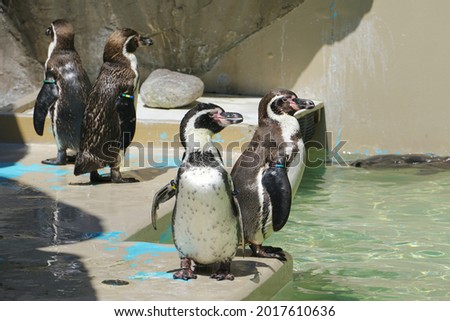 Humboldt penguins, Niigata City, Niigata Pref., Japan