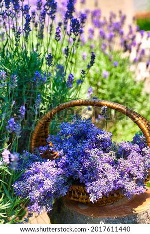 Basket with lavender bouquet on lavender field background