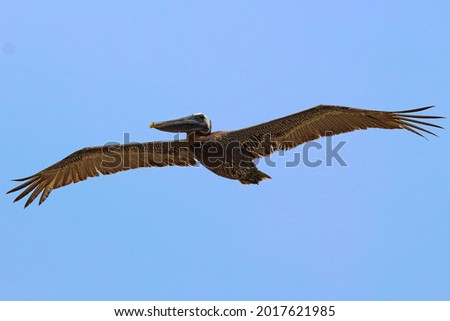 Picture of a brown pelican flying 