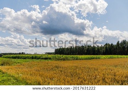 Latvian corn crops during summer time. The picture was taken during august on sunny day. Corn crops in Europe.