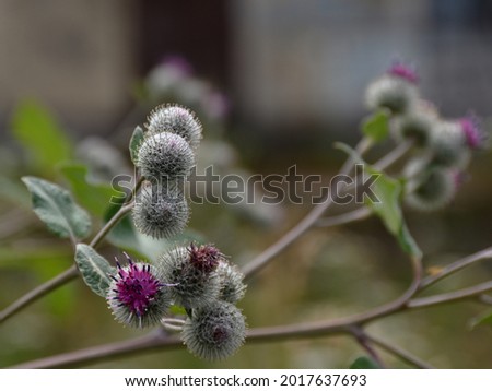 A close-up of spiky, ball-shaped burdock flowers-fruits with purple petals on a summer day with bokeh from the rest of the flowering bush and elements of the urban environment.
