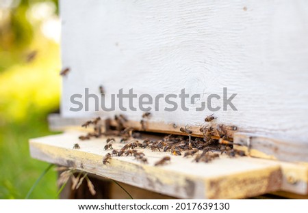 Bees collect pollen from the flowers and carry it to the hive. The concept of breeding bees for honey, beekeeping