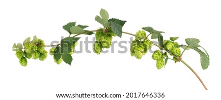 Fresh green hops branch, isolated on a white background. Hop cones with leaf. Organic Hop Flowers. Close up. Royalty-Free Stock Photo #2017646336