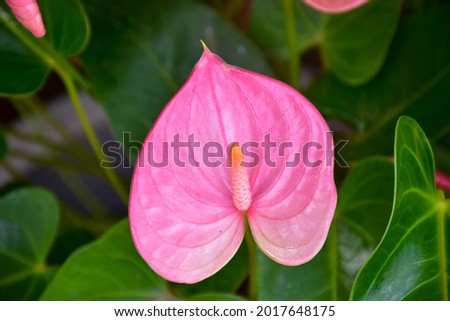Closeup view of heart shaped bright pink flower Anthurium andraeanum with yellow green stamen (flamingo flower, tailflower, painter's palette, and laceleaf), family Araceae Royalty-Free Stock Photo #2017648175