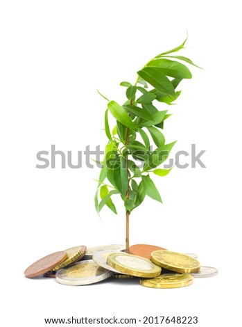 Business finance concept. Coins isolated on white. Jewish charity concept. Tzedakah, translated like charity. A photo of money, heap of euro coins and a small green sprout growing from the coins