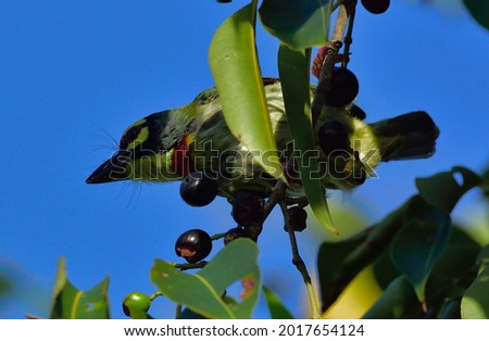 coppersmith barbet bird in an open perch picture