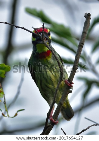 coppersmith barbet bird in an open perch picture
