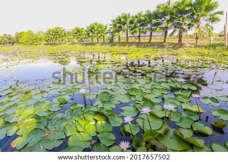 Lotus pond in peaceful countryside This is the flower of the Buddha.