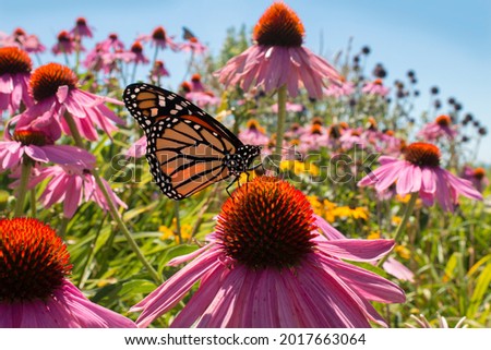 Monarch butterfly sips nectar from pink coneflowers blooming in pollinator garden Royalty-Free Stock Photo #2017663064
