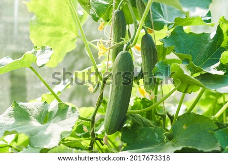 The growth and flowering of greenhouse cucumbers. Growing organic food products. Cucumber harvest. High quality photo Royalty-Free Stock Photo #2017673318