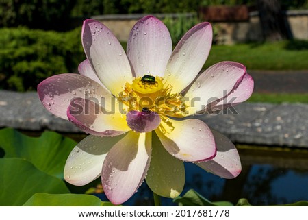 beetles on a wet lotus flower
