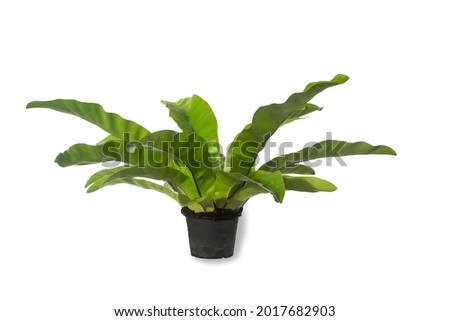 Governor fern (Asplenium nidus) or Bird's nest fern plant in pot isolated on the white background