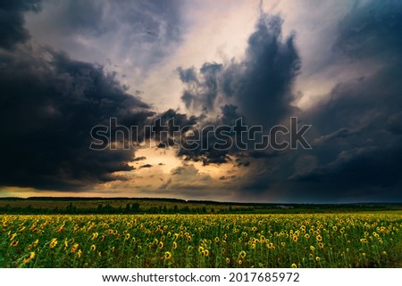 Endless Sunflowers field. Summer sunset outdoors landscape. field of blooming sunflowers Summertime landscape. Picture of beautiful yellow sunflowers in the evening. Dramatic scenery sky before storm