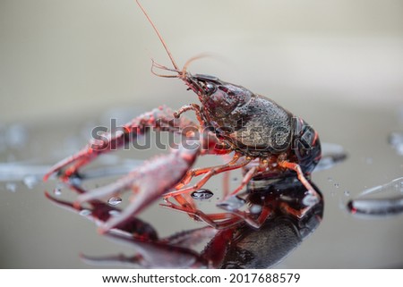 red swamp crayfish out of the water Royalty-Free Stock Photo #2017688579