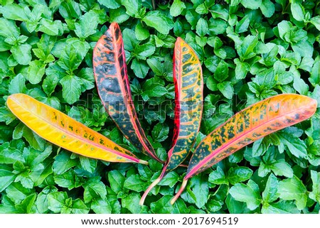 Fresh leaves, pattern background, real picture