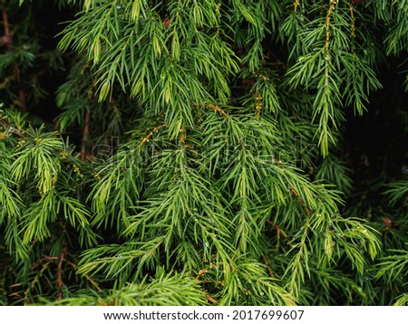 Afforestation. Coniferous tree with small needles green juniper. Background trees in summer. Horizontal orientation