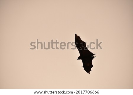 A silhouette picture of big size fruit bat flying on a sky