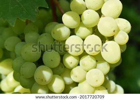 Green juicy fruits of grapes in the garden on the branches