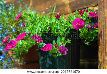 Red Calibrachoa flowers in a pot on an old wall of a wooden house on a summer sunny day.