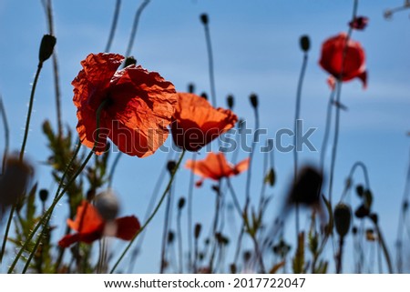 Poppies in bloom against a background of blue skies. High quality photo