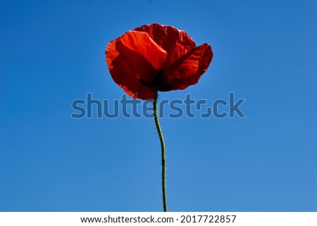  red poppy flower against blue sky . High quality photo