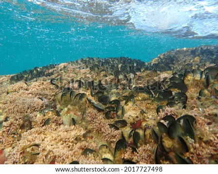Mussels in their natural habitat, mussels on the rocks undersea, group of common mussels together underwater, Sea waves hitting wild mussel on rocks, seafood. Royalty-Free Stock Photo #2017727498