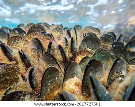 Mussels in their natural habitat, mussels on the rocks undersea, group of common mussels together underwater, Sea waves hitting wild mussel on rocks, seafood. Royalty-Free Stock Photo #2017727501