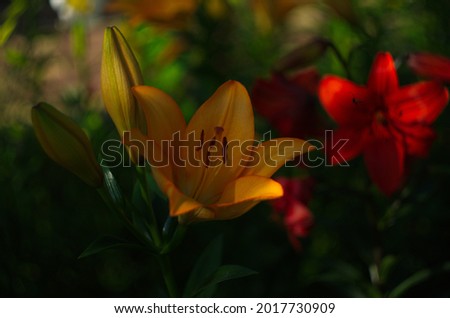 beautiful background of fresh orange blooming lilies with green leaves in the garden close up