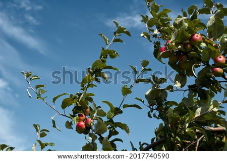 close-up of a branch of an apple tree with red apples. High quality photo Royalty-Free Stock Photo #2017740590