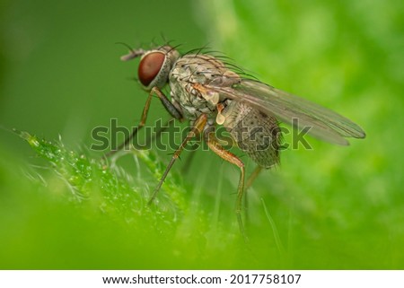 Common House Fly (Musca domestica) Macro Photo
