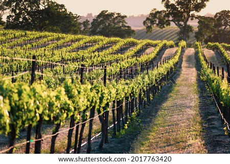 Endless rows of lush green grape vines in the evening light Royalty-Free Stock Photo #2017763420