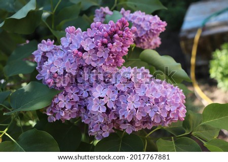 Dark lilac color Syringa Vulgaris flowers in a garden in June 2021. Idea for postcards, greetings, invitations, posters and Birthday decoration, background