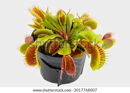Dionaea Muscipula Venus Flytrap - Predatory plant, Carnivorous Plant Royalty-Free Stock Photo #2017768007