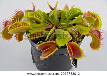 Dionaea Muscipula Venus Flytrap - Predatory plant, Carnivorous Plant