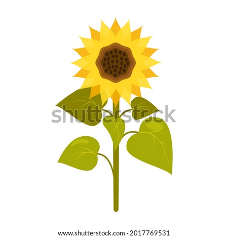 Sunflower with stem and leaves in cartoon style isolated on white. Vector illustration of a plant with a yellow flower