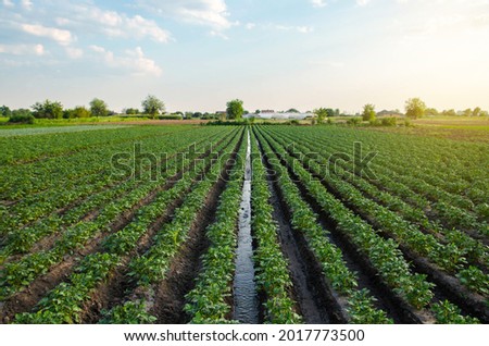 Water flows through an irrigation canal on a potato plantation. Providing the field with life-giving moisture. Surface irrigation of crops. European farming. Agriculture. Agronomy. Flow control Royalty-Free Stock Photo #2017773500
