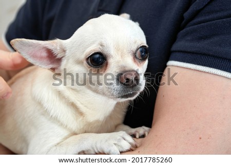 Man hold small dog in his arms. Found a stray dog. The pet was brought to the doctor. Shivers. Closeup. Large ears, short smooth coat. Waiting for vaccination. Volunteer assistance. Frightened animal. Royalty-Free Stock Photo #2017785260