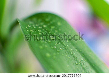 Rain drops on green leaf nature background of green leaf
